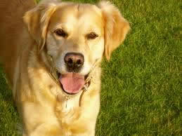 Golden Labrador