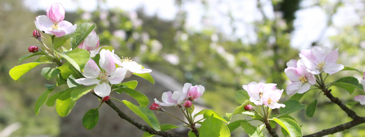 Orchard in blossom at The Count House