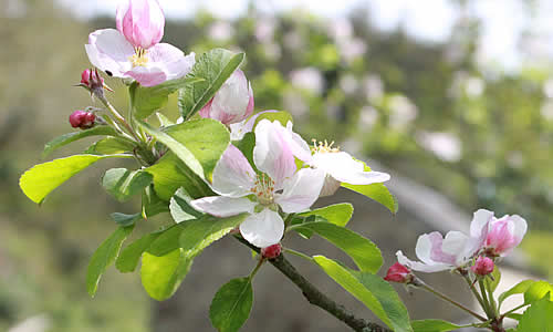 Blossom in the orchard at Capeltor Farm