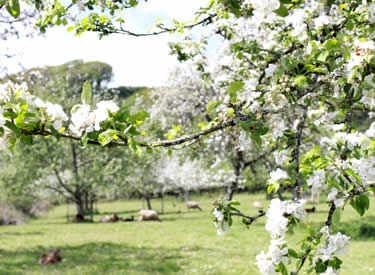 Sheep grazing in the orchard